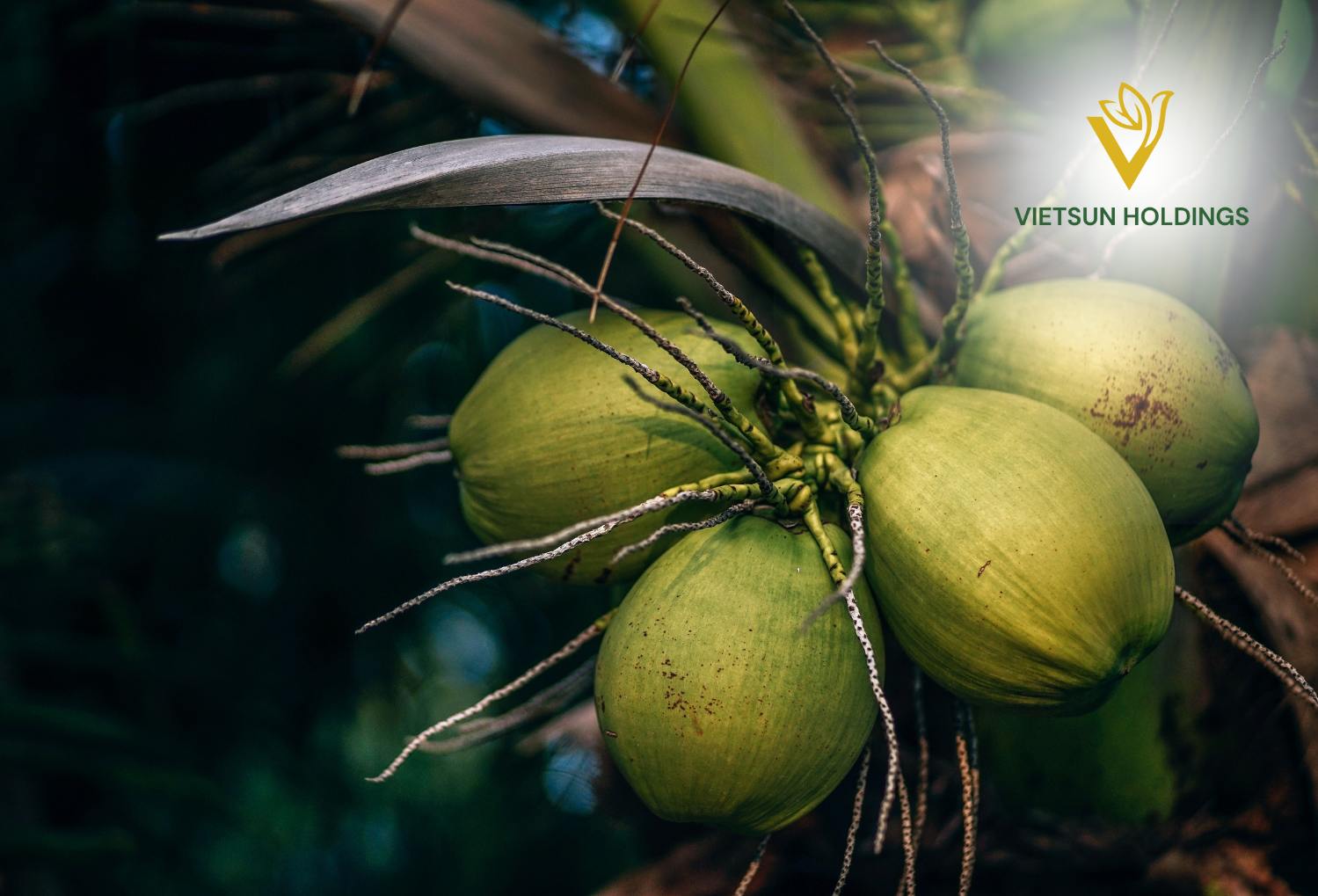 Organic EZ Open Sweet Young Coconuts