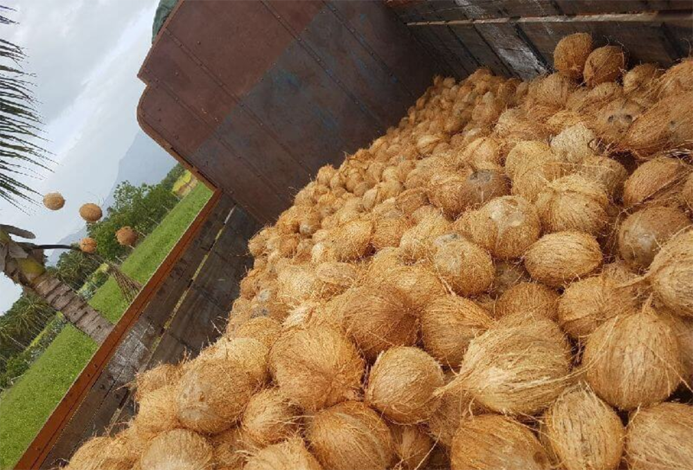 Кокос с частично удалённой шелухой