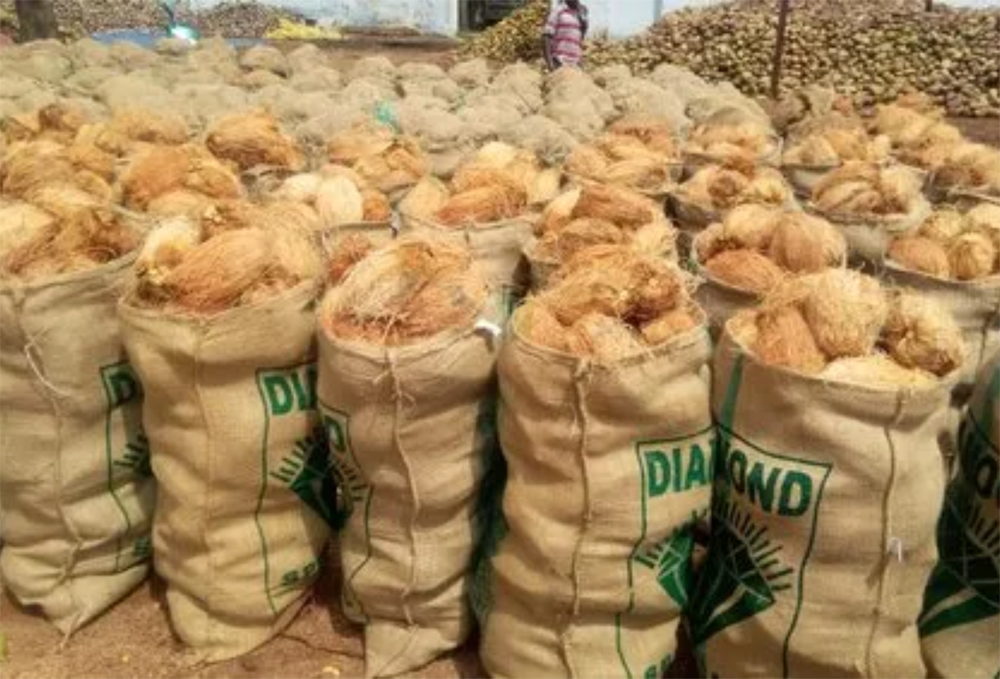 Кокос с частично удалённой шелухой